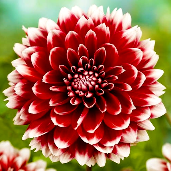 Red and White Fubuki