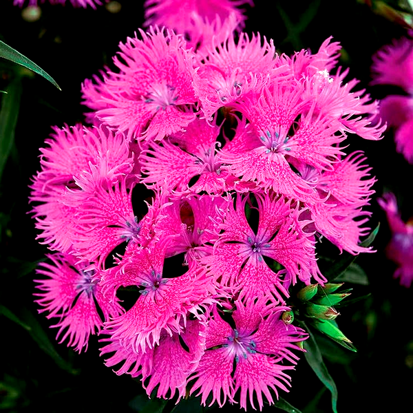 Rockin'™ Purple Dianthus Seeds