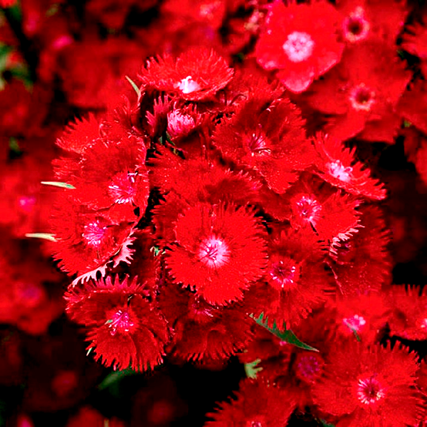 Rockin'™ Red Dianthus Seeds