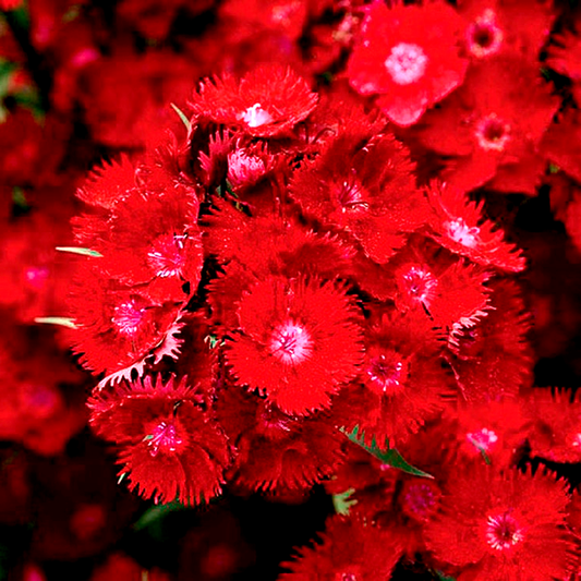 Rockin'™ Red Dianthus Seeds