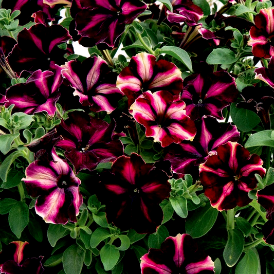 Romantica Moonlight Petunia Seeds