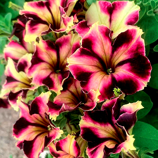 Romantica Norma Petunia Seeds