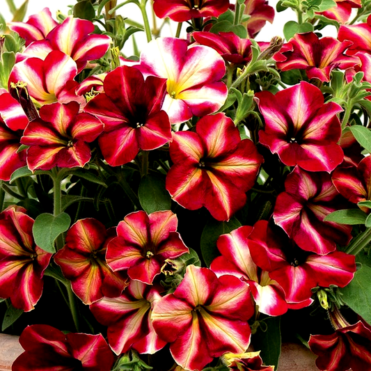 Romantica Star Petunia Seeds