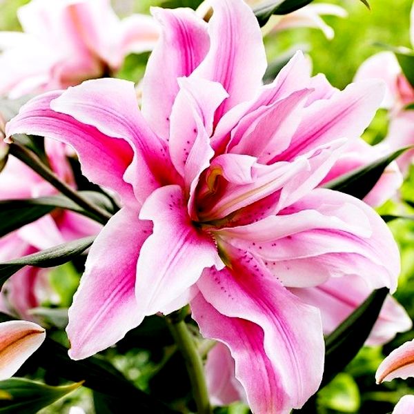 Roselily Fabiola Double Star