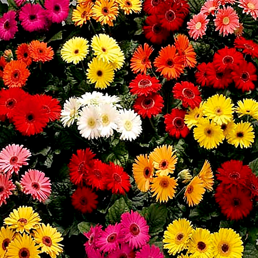 Royal™ Premium Mix Gerbera Daisy Seeds