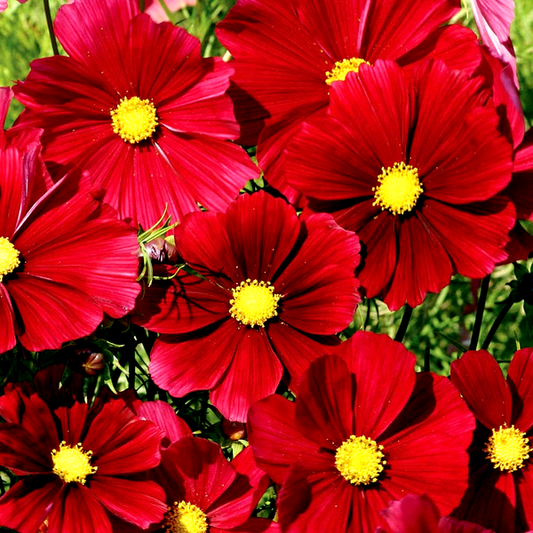 Rubenza' Cosmos Seeds