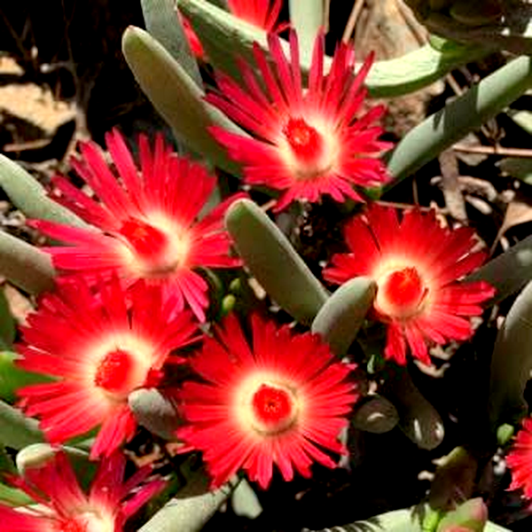 Ruschia marianae