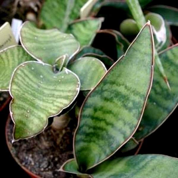 Sansevieria hyacinthoides