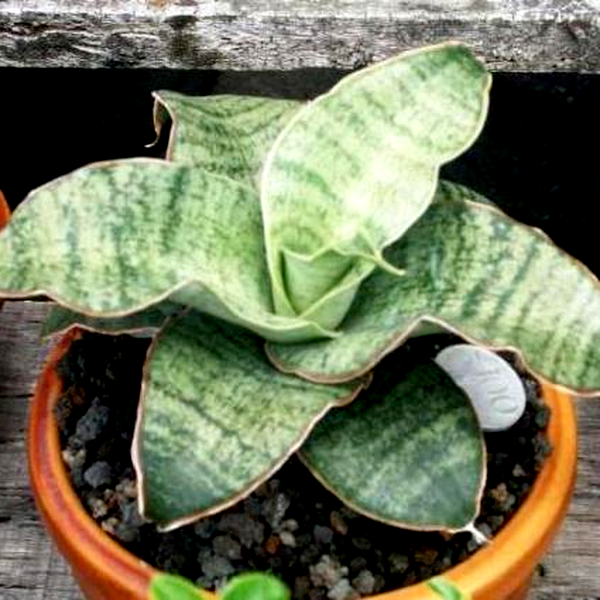 Sansevieria metalica