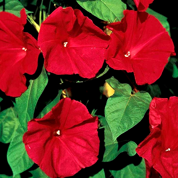 Scarlet O'Hara Morning Glory Vine Seeds