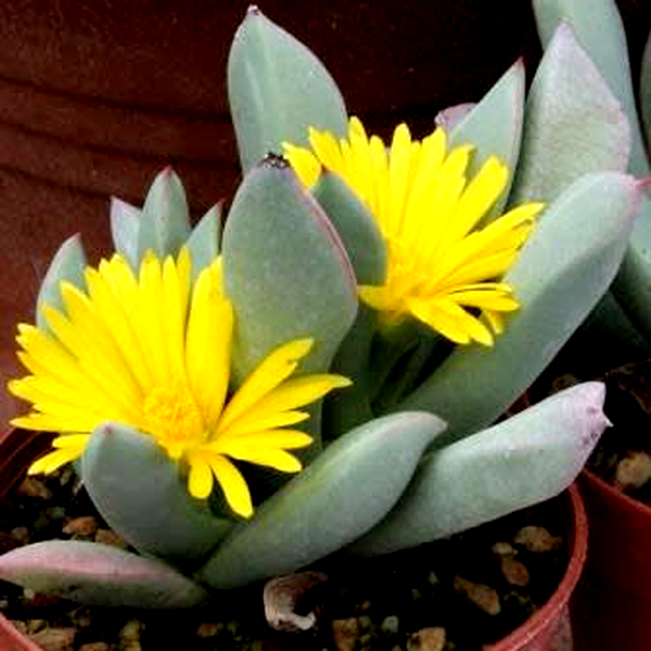 Schwantesia triebneri