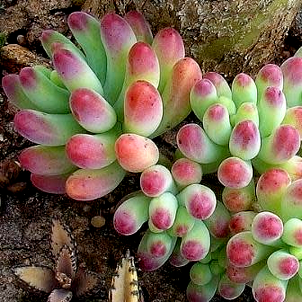 Sedum pachyphylum