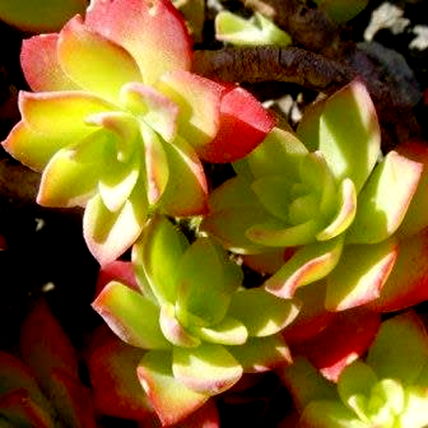 Sedum palmeri