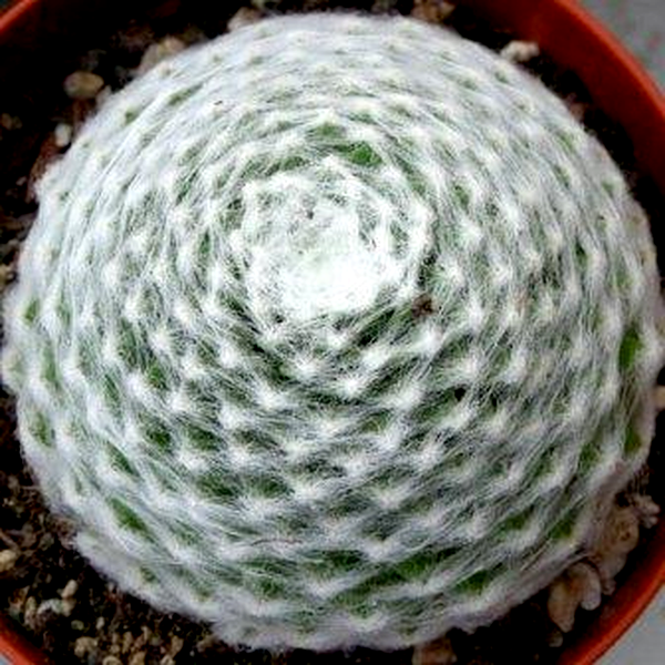 Sempervivum arachnoideum