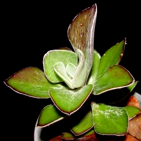 Senecio medley-woodii