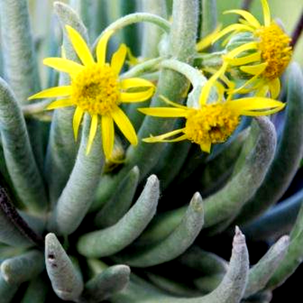 Senecio scaposus