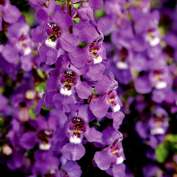 Serena® Purple Angelonia Seeds