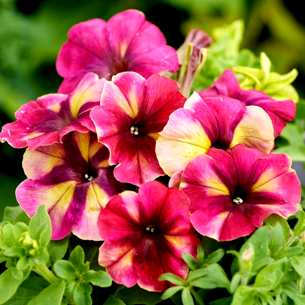 Shake™ Raspberry Petunia Seeds