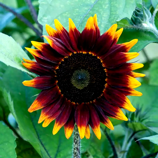 Shock o Lat Sunflower Seeds