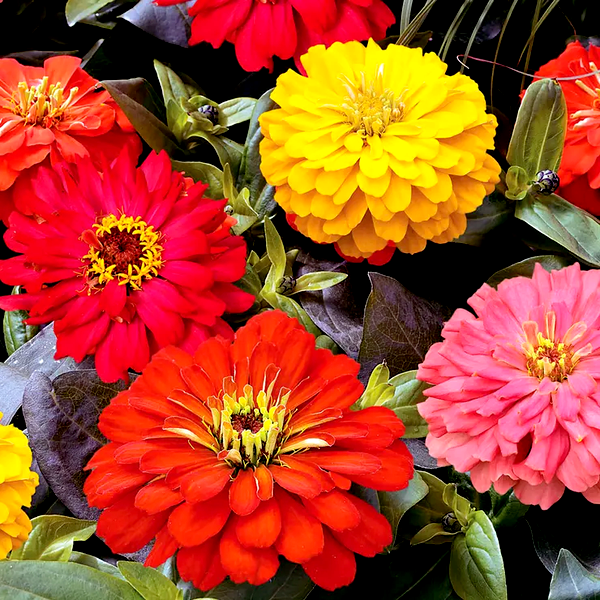 Short Stuff™ Fire Mix Zinnia Seeds
