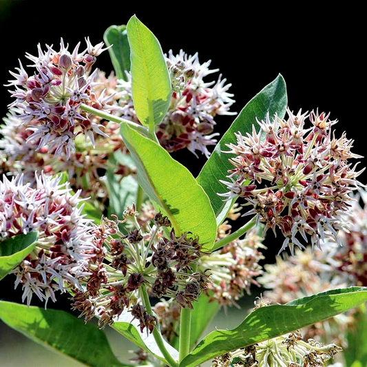 Showy Milkweed Seeds