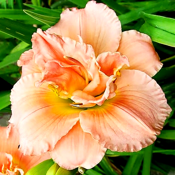 Siloam Double Success