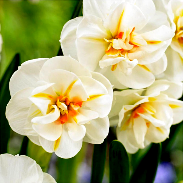 Sir Winston Churchill