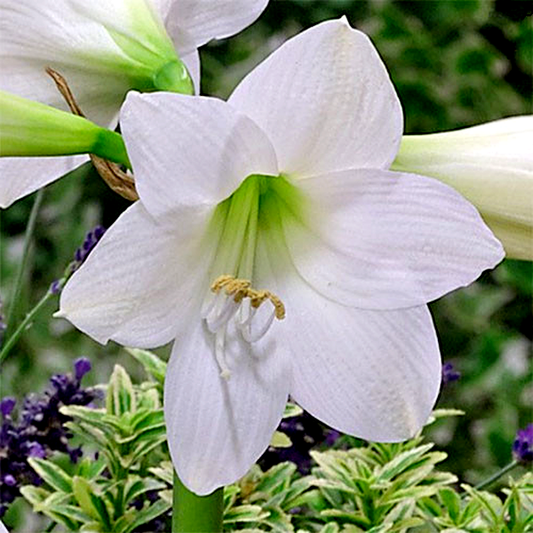 Smallflowering White