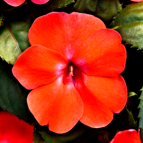 Solarscape® Orange Burst Interspecific Impatiens Seeds