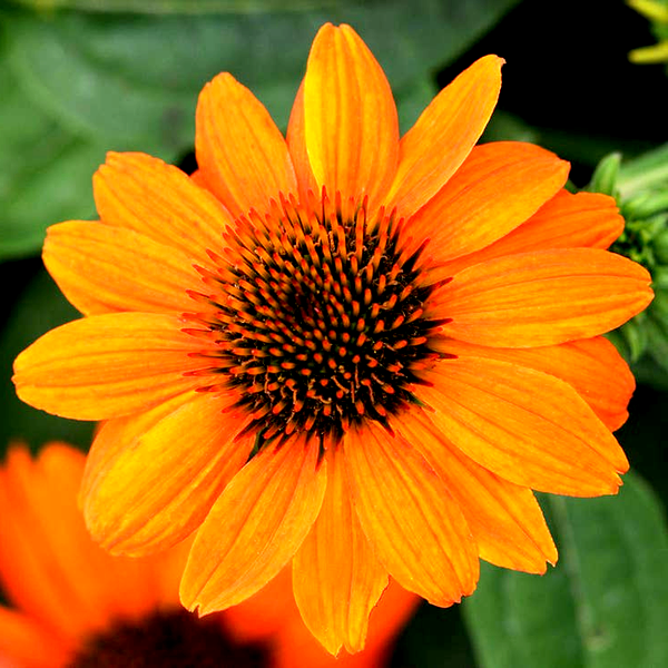 Sombrero® Flamenco Orange Coneflower