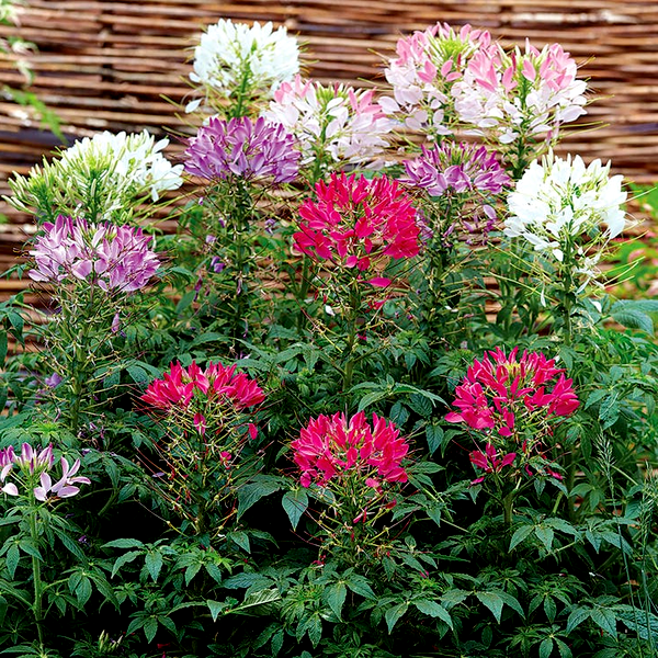 Sparkler Mix Spider Flower Seeds