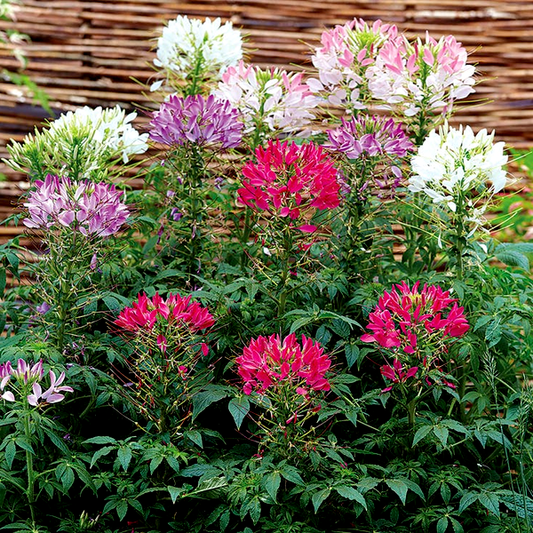 Sparkler Mix Spider Flower Seeds