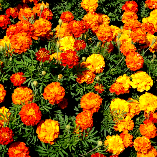 Sparky Mix' Marigold Seeds