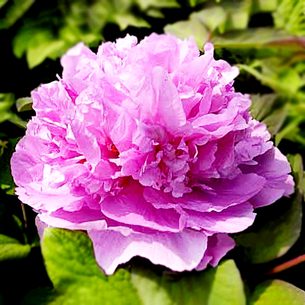 Spirit Gejin's Rival