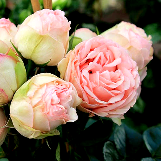 Spray Charming Piano