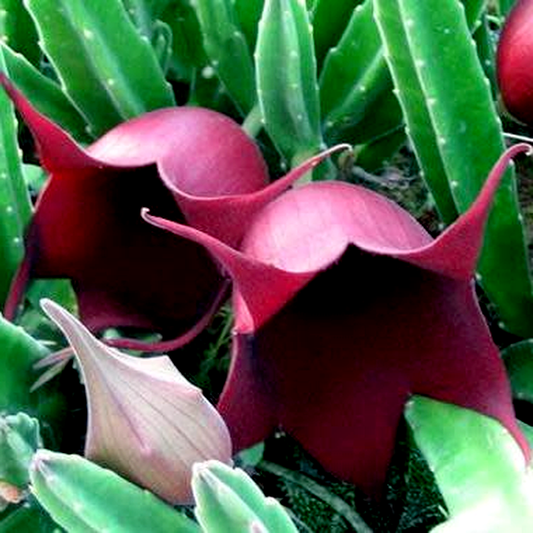 Stapelia leendertziae
