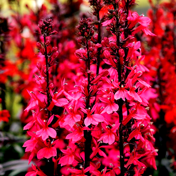 Starship Deep Rose Lobelia Seeds