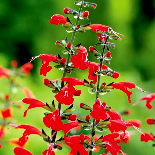 Summer Jewel™ Red Salvia Seeds