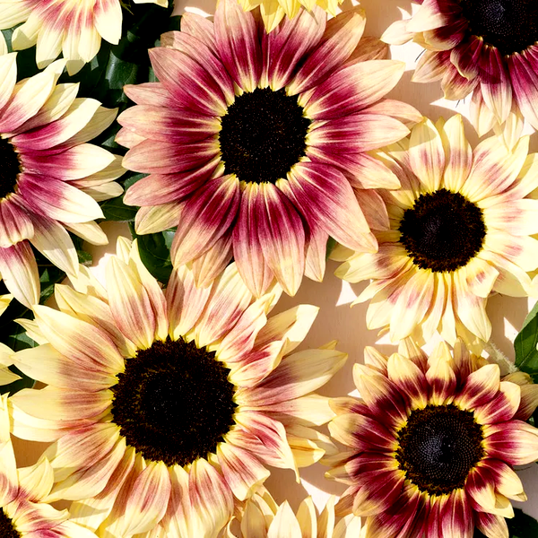 Summer Lovin' Pink Sunflower Seeds