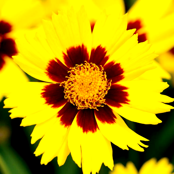 SunKiss Coreopsis Seeds