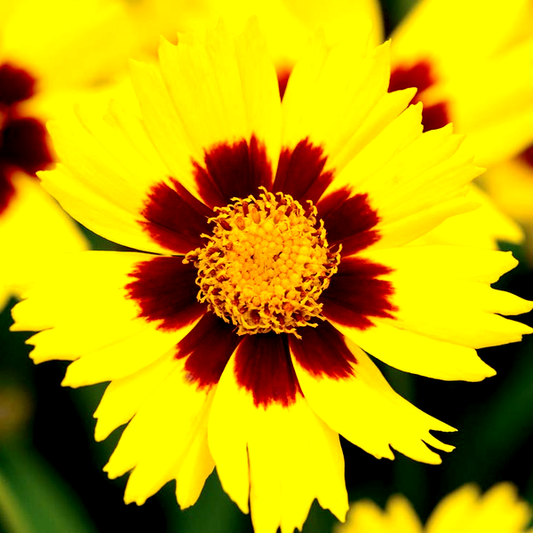 SunKiss Coreopsis Seeds