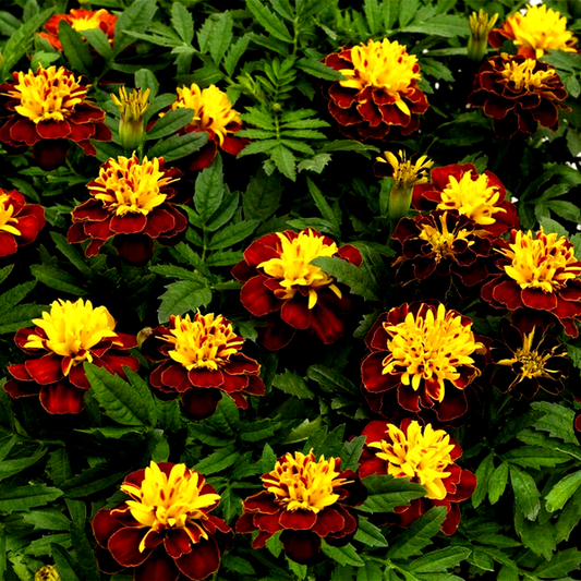 Super Hero™ Spry Marigold Seeds