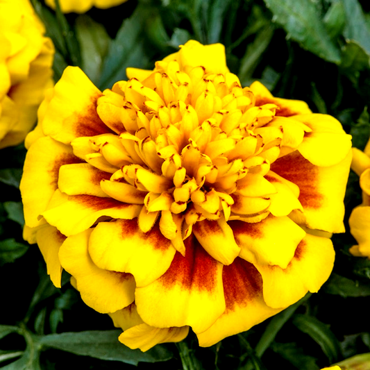 Super Hero™ Yellow Bee Marigold Seeds