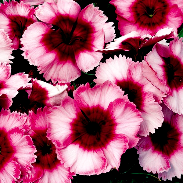 Super Parfait™ Raspberry Hybrid Dianthus Seeds