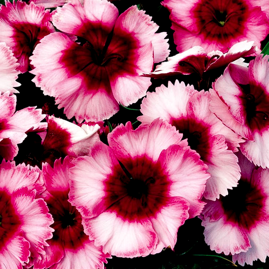 Super Parfait™ Raspberry Hybrid Dianthus Seeds