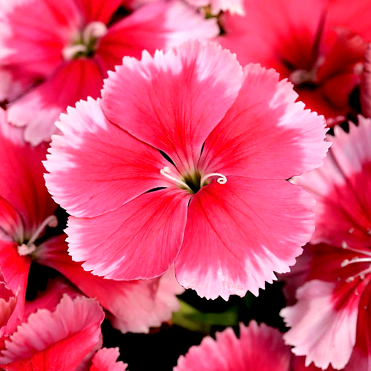 Super Parfait™ Strawberry Hybrid Dianthus Seeds