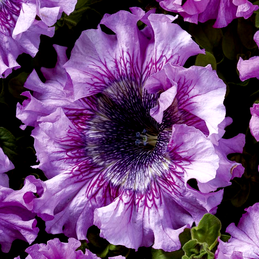 Superbissima Giant Rose Petunia Seeds