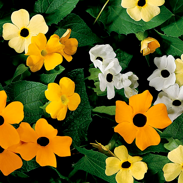 Susie™ Mix Black-Eyed Susan Vine Thunbergia Seeds