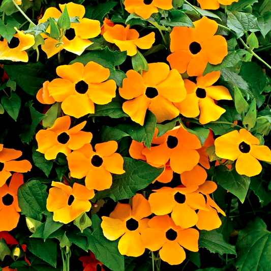 Susie™ Orange Black-Eyed Susan Vine Thunbergia Seeds