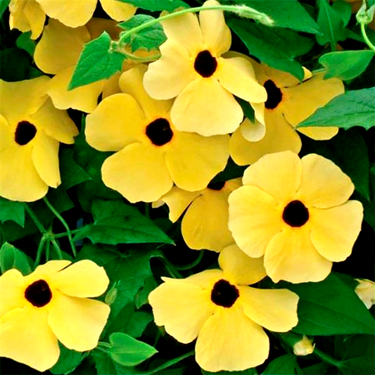 Susie™ Yellow Black-Eyed Susan Vine Thunbergia Seeds